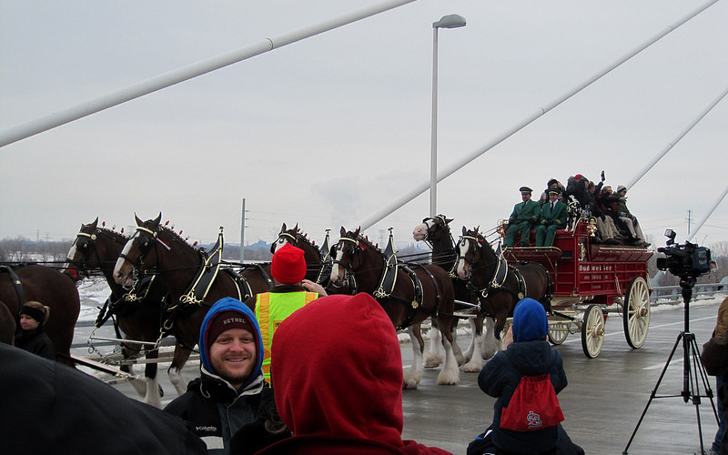 Clydesdales